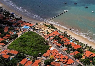 Podar ou não podar o Maior Cajueiro do Mundo? Eis a questão que divide corações e consciências