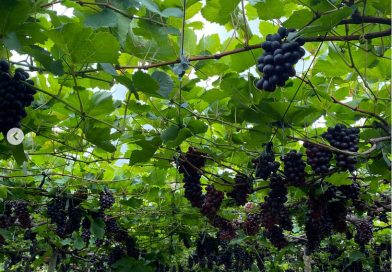 São José de Mipibu: o interior que começa a se descobrir turístico