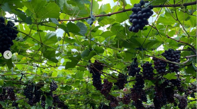 São José de Mipibu: o interior que começa a se descobrir turístico