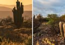 Caatinga: o tesouro genuinamente brasileiro que impulsiona o turismo no Rio Grande do Norte