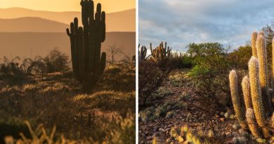 Caatinga: o tesouro genuinamente brasileiro que impulsiona o turismo no Rio Grande do Norte