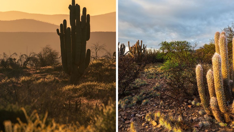 Caatinga: o tesouro genuinamente brasileiro que impulsiona o turismo no Rio Grande do Norte